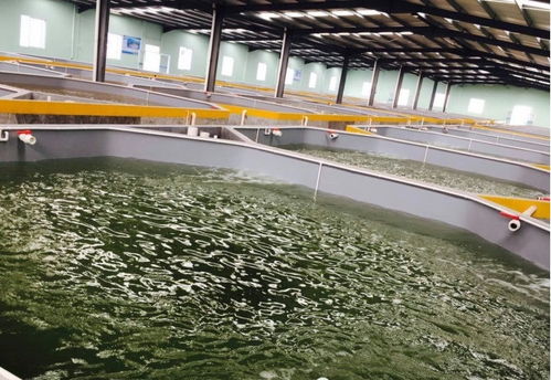 白对虾高位池养殖 池漆的应用优势与水产效益提升