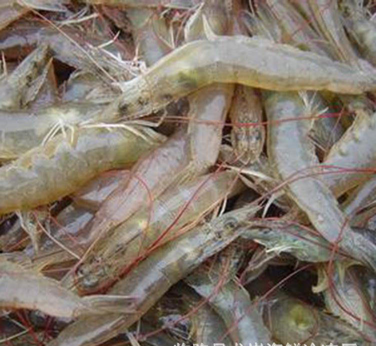 龙岗海鲜市场探秘 深海鲜活与进口冷冻的味蕾交响