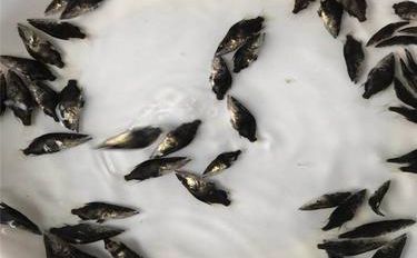 翘嘴鱼 淡水珍品的营养与烹饪艺术